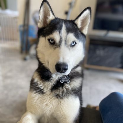 Husky a adopter #2