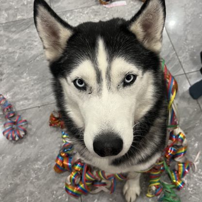 Husky a adopter #3