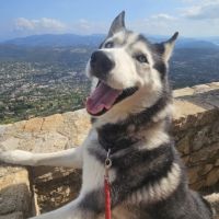 Husky a adopter #0