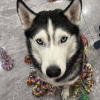 Husky a adopter #3