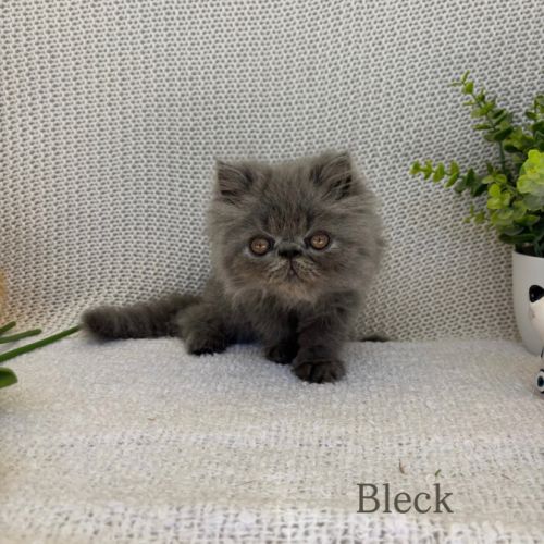 Chaton persan #1