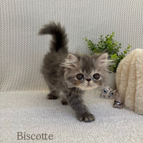 Chaton persan