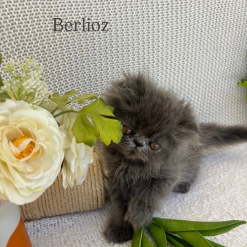 Chaton persan #5