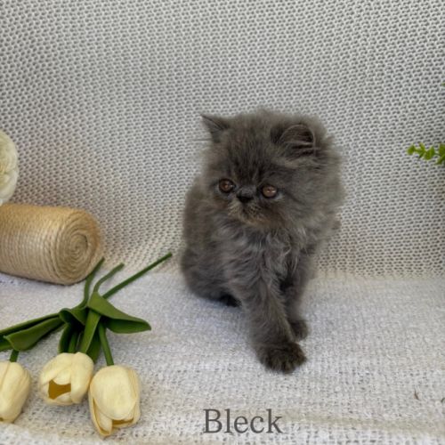 Chaton persan #6