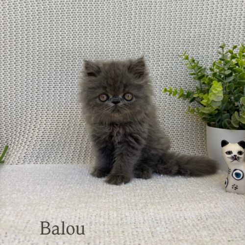 Chaton persan #7