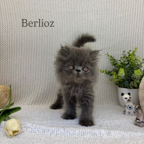 Chaton persan #8