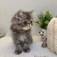 Chaton persan #2