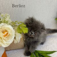 Chaton persan #5
