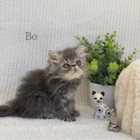 Chaton persan #9