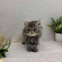 Chaton persan #10