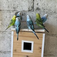 Perruche mâle et femelle