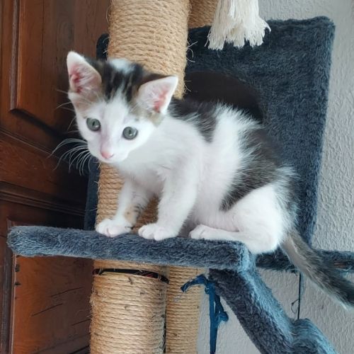 Marcelino, adorable chaton à l'adoption