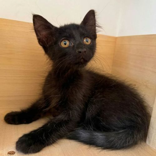 Bueno, adorable chaton à l'adoption