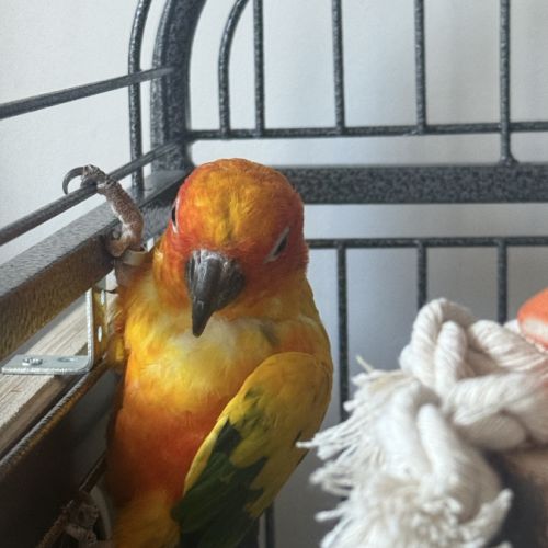 Couple conure soleil #2