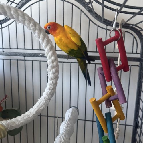 Couple conure soleil #3