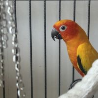 Couple conure soleil #0