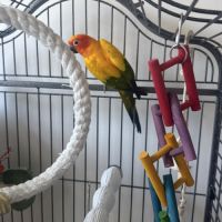 Couple conure soleil #3