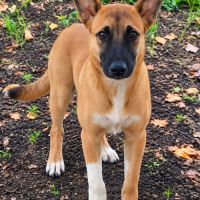 Isis la mini croisée malinoise
