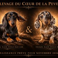 Teckel nain poils ras