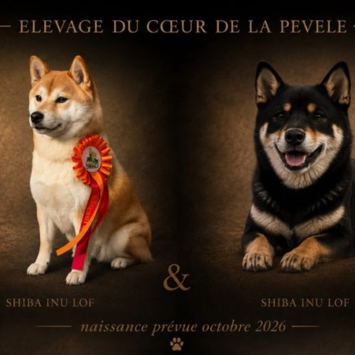 Shiba inu lof #0