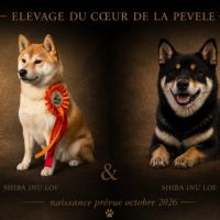 Shiba inu lof