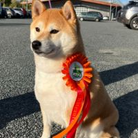 Shiba inu lof #2