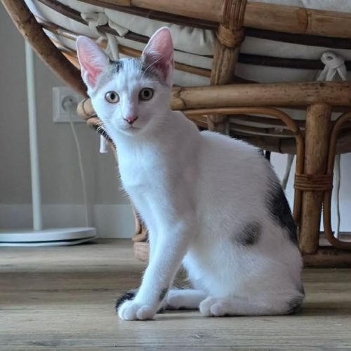 Undra, adorable chaton à l'adoption