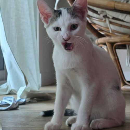 Undra, adorable chaton à l'adoption #2