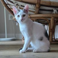 Undra, adorable chaton à l'adoption #0