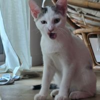 Undra, adorable chaton à l'adoption #2