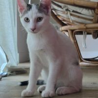 Undra, adorable chaton à l'adoption #3