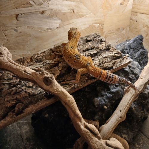 Gecko leopard disponible