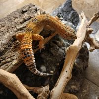 Gecko leopard disponible #1