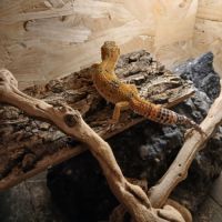 Gecko leopard disponible