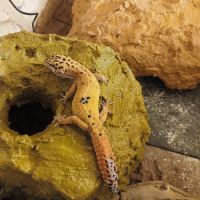 Gecko leopard disponible #3