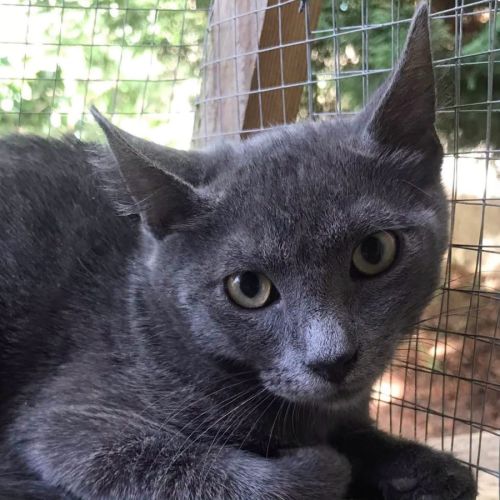 Grison - chaton mignon #0