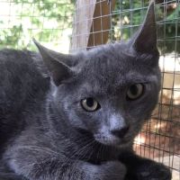 Grison - chaton mignon