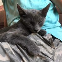 Grison - chaton mignon #2