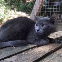 Grison - chaton mignon #3