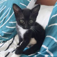 Ying - petite chatonne #1