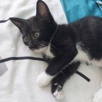 Ying - petite chatonne #2