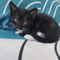 Ying - petite chatonne