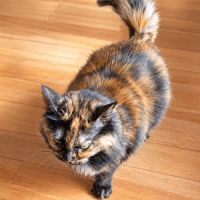 Ninette - adorable chatonne écaille de tortue #2