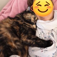 Ninette - adorable chatonne écaille de tortue #3