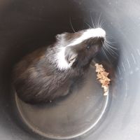 Cochon d'inde #1
