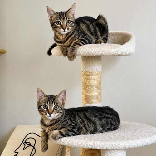Gribouille et pepito jr, adorable duo #0