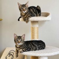 Gribouille et pepito jr, adorable duo