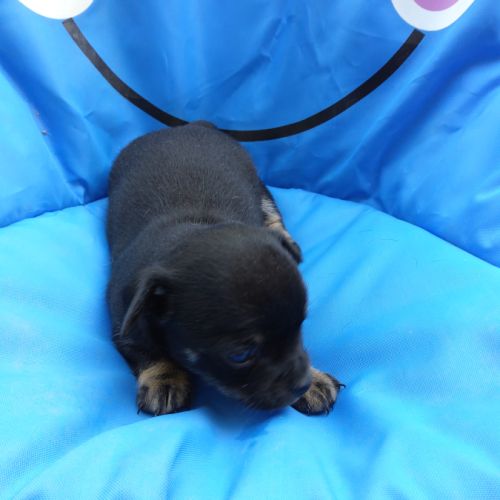 Magnifique femelle chihuahua #2