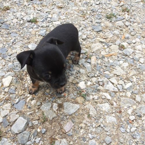 Magnifique chiot femelle chihuahua #2