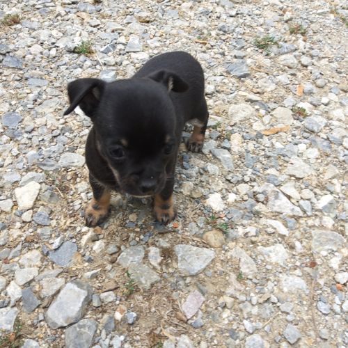 Magnifique chiot femelle chihuahua #4